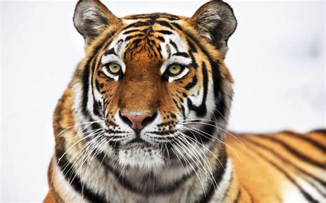 Siberian Tiger Wallpapers Pictures Images