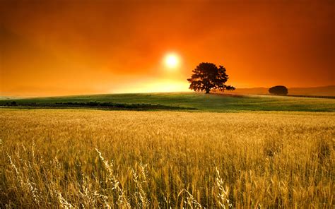 Corn Field Wallpaper Hd Desktop Wallpapers K Hd