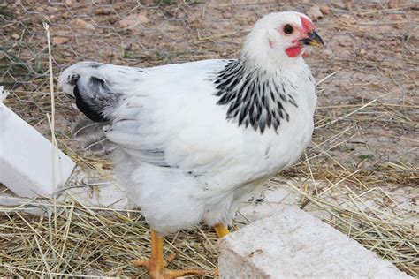 Columbian Rooster