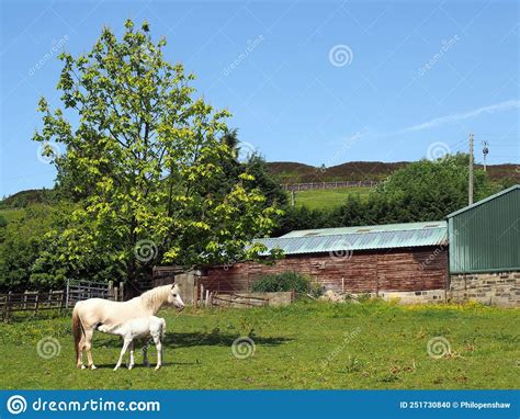 White Horse In A Meadow Suckling A Foal Surrounded By Farm Buildings