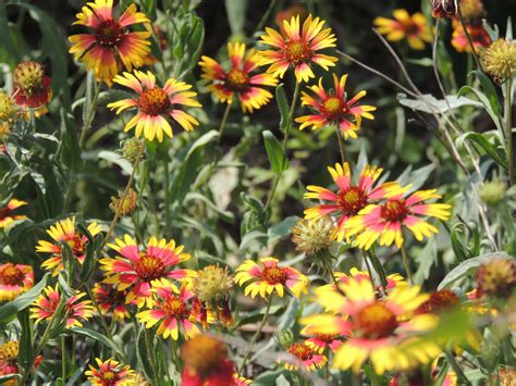 Indian Blanket Photo By Colleen Hoffman Indian Blankets Wild