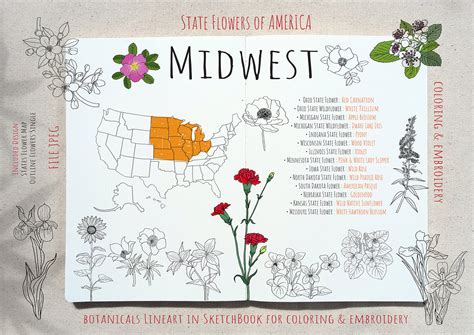 State Flowers Set 4 Midwest Graphic By Hanatist Studio · Creative Fabrica