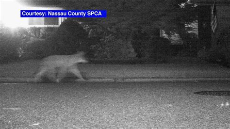 Aggressive Coyotes Attacking People Terrorizing Towns In Westchester