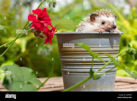 Garden Hedgehog Gardens Hedgehogs Stock Photo Alamy