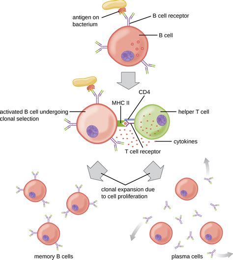 18 4 b lymphocytes and antibodies biology libretexts