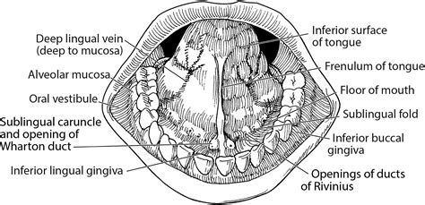 Floor Of Mouth Anatomy Ppt