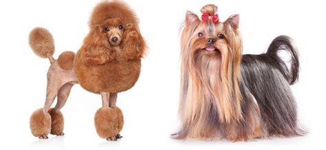 31 Dog Grooming Styles And Trims Dog Grooming Styles Dog Grooming