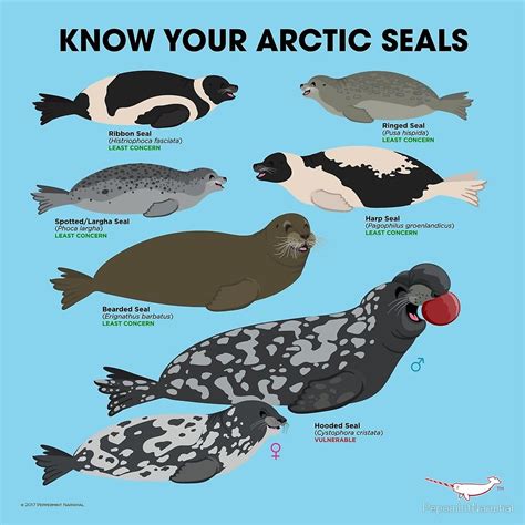 Know Your Arctic Seals By Pepomintnarwhal Redbubble Arctic