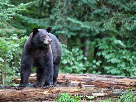 American Black Bear Stock Photo Image Of Cautious Wildlife 30828628
