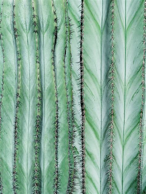 Green Cactus Texture By Stocksy Contributor Alexander Grabchilev
