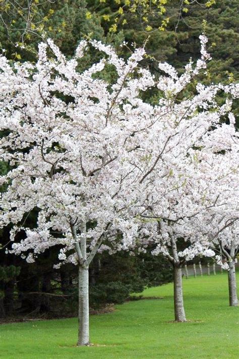 Royal star magnolia, elegance and beauty, hardy magnolia for cold climate, fragrant white flowers, flowers appear weeks ahead of other spring flowering shrubs and plants. Yoshino White Flowering Flowering Cherry - From Wilson ...