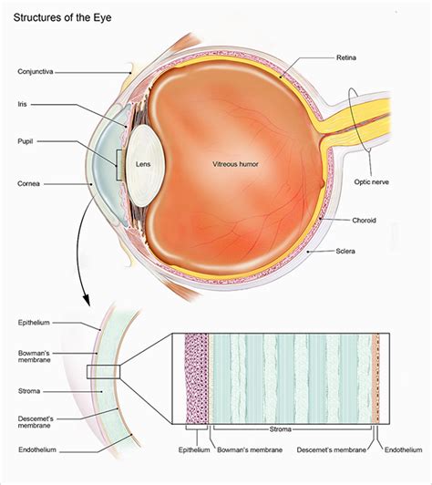 Anatomy Of An Eye Pics Anatomysystems