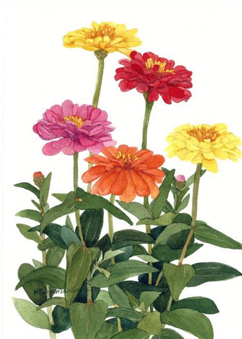 Multicolor Zinnia Group Original By Wandazuchowskischick On Etsy