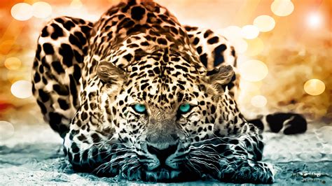 Stunning Leopard Hd Wallpaper