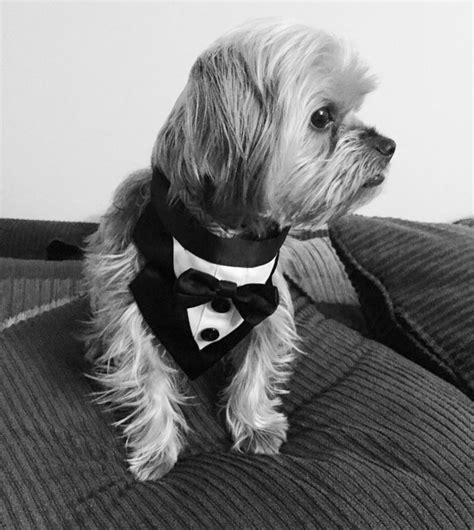 A Small White Dog Wearing A Tuxedo And Bow Tie Sitting On A Couch