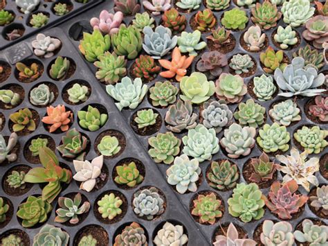 How To Propagate Succulents Quick And Easy Plant Index