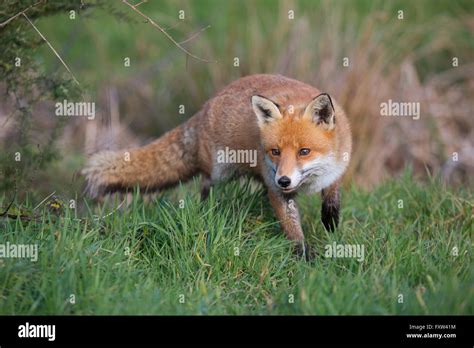 Devon Fox Hi Res Stock Photography And Images Alamy