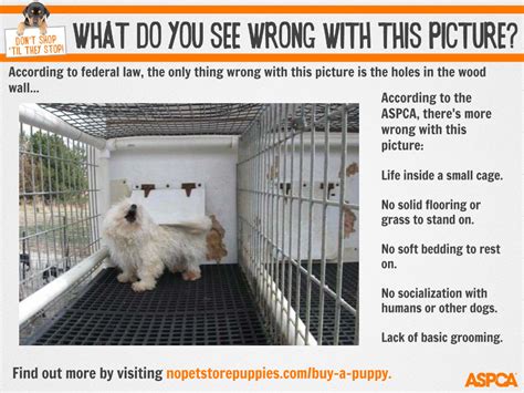 We love them like you. Pet Store Animals Near Me