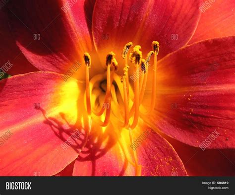 Flower Purplish Red Image And Photo Free Trial Bigstock