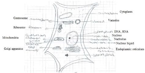 We have collated a gallery showing all various plant cells images, plant leaf. An example of a plant cell drawing 1 When Figure 4 is ...