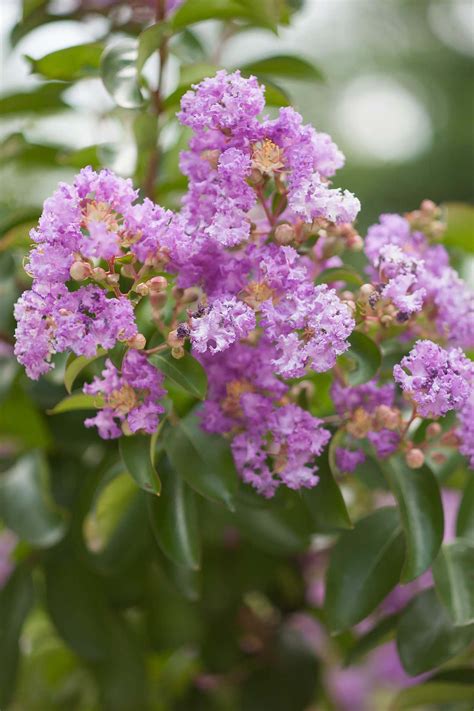 I Found Your Link On Crape Myrtles Very Helpful But I Am Interested In