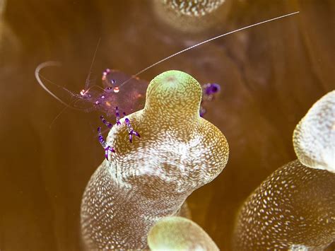 Hd Wallpaper Macro Photography Of Shrimp Microscopic Photography Of