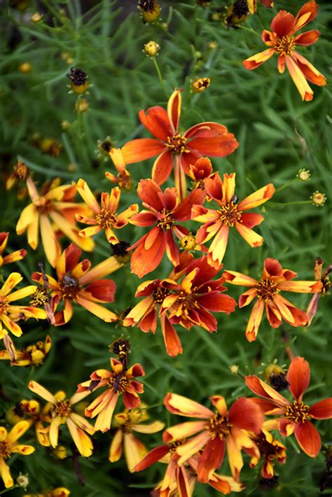 See 347 unbiased reviews of swheat market deli, rated 4.5 of 5 on tripadvisor and ranked #1 of 162 restaurants in cartersville. Sizzle & Spice® Crazy Cayenne Tickseed (Coreopsis ...