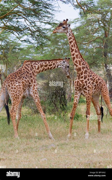 Giraffes Playing Stock Photo Royalty Free Image 30760046 Alamy