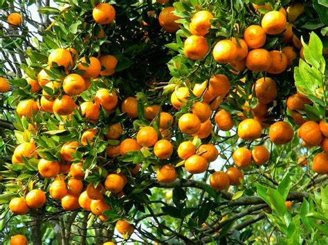Citrus Orchards Needed Proper Irrigation Fertilizers Profit By