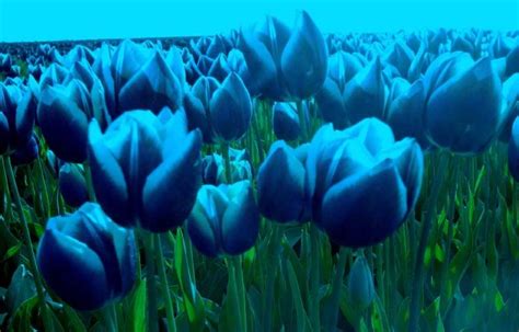 Free Daily Desktop Android Iphone Wallpaper By Webshots Tulips