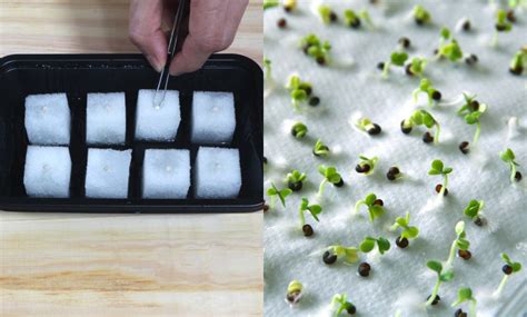 List Of 10 Step By Step How To Germinate Seeds