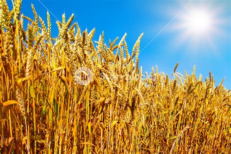 Wheat Field Against Blue Sky With Sun Royalty Free Stock Image