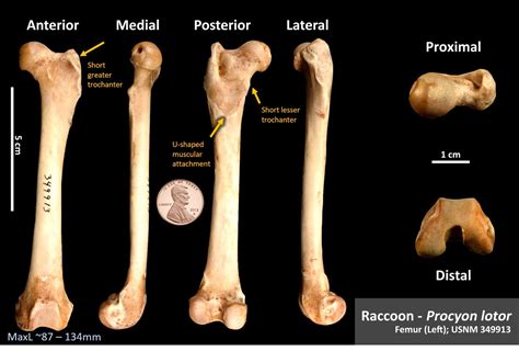 Raccoon Femur Osteoid Bone Identification