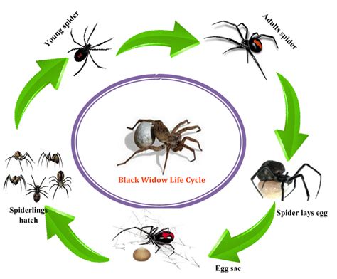 Black Widow Optimization Bwo Algorithm Mating Behaviour Of Black