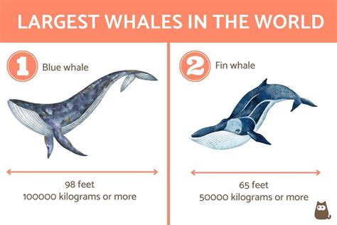 Which Are The Largest Whales In The World And How Big Are They Top 5