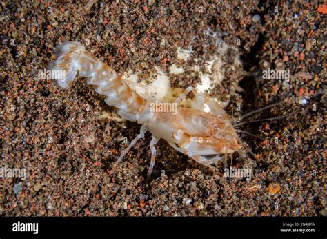 Snapping Shrimp On Sand Alpheus Sp Night Dive Scuba Seraya House