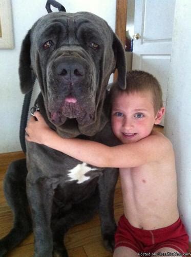 Find your new puppy here! Neapolitan Mastiff Puppies for Sale in Dix Hills, New York ...