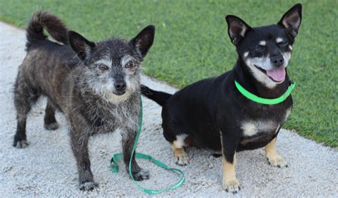 Toby&Paco1 | MEADE CANINE Rescue & Sanctuary