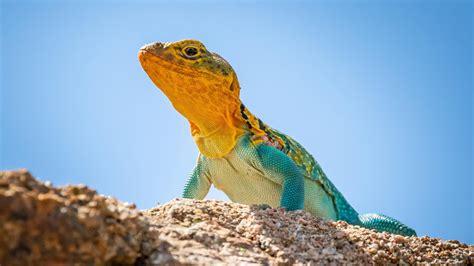 Why Lizards Are Misunderstood And Why We Need Them Readers Digest