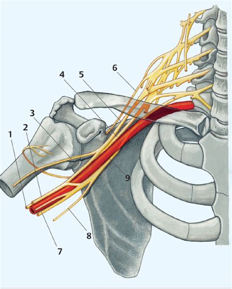 4 Supraclavicular And Infraclavicular Techniques Of Brachial Plexus