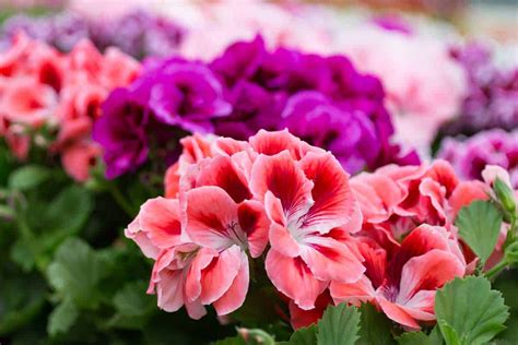 How To Grow Geraniums Care Tips Pictures And More