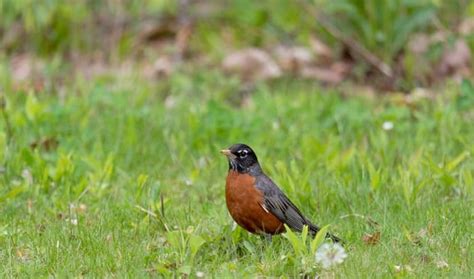 What Is The State Bird Of Michigan The American Robin