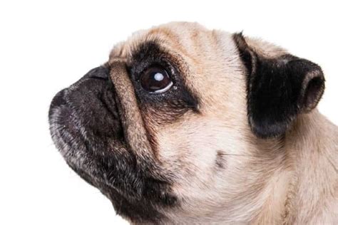 Common Pug Eye Problems Conditions And Treatments