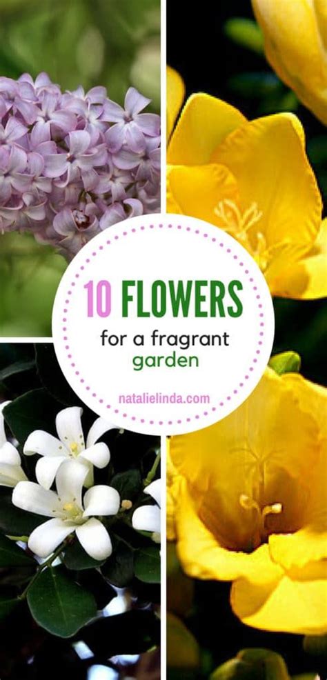 How To Grow A Fragrant Garden Natalie Linda Fragrant Garden Fragrant