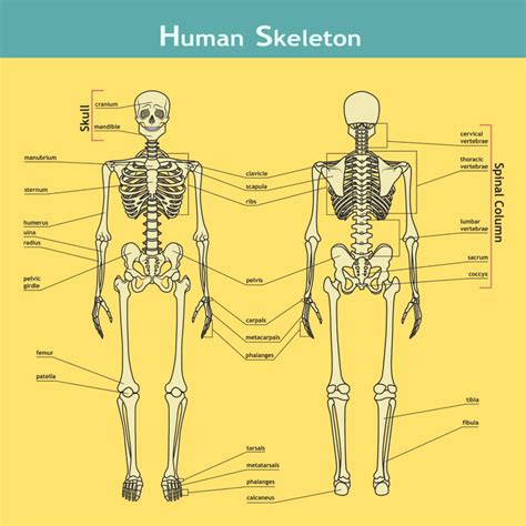 Also, they are living tissues that grow. Biology for Kids - Why do we have bones