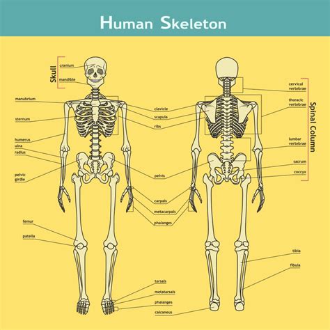 This bone rests between the scaphoid and triquetrum in the proximal row, near the. Biology for Kids - Why do we have bones