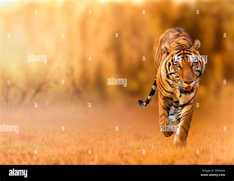 Tiger Walking In The Golden Light Is A Wild Animal Hunting Summer In