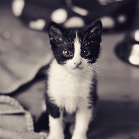 Baby Kitten Tuxedo Lilou