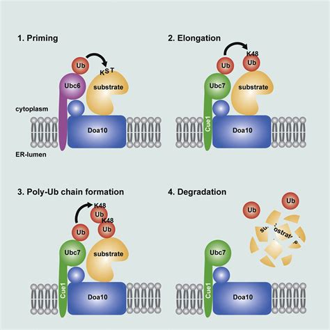 Sequential Poly Ubiquitylation By Specialized Conjugating Enzymes
