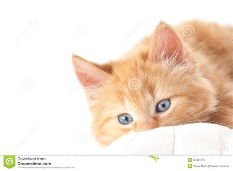 Blue Eyed Kitten Stock Photo Image Of Ginger Blueeyed